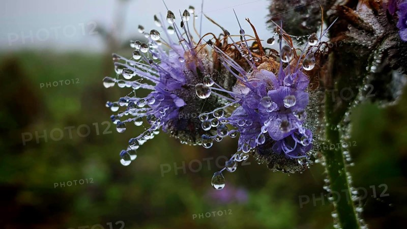 Detailed photo of purple flowers with shimmering water droplets on the leaves, Phacelia (Phacelia tanacetifolia), Franconian Forest