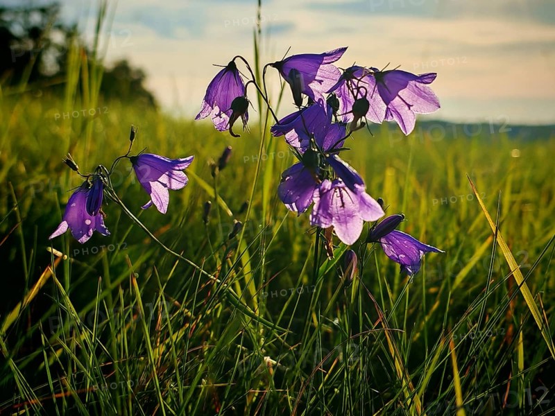 Purple campanula (campanula rotundifolia) on a lush, green meadow under a blue sky, Franconian Forest