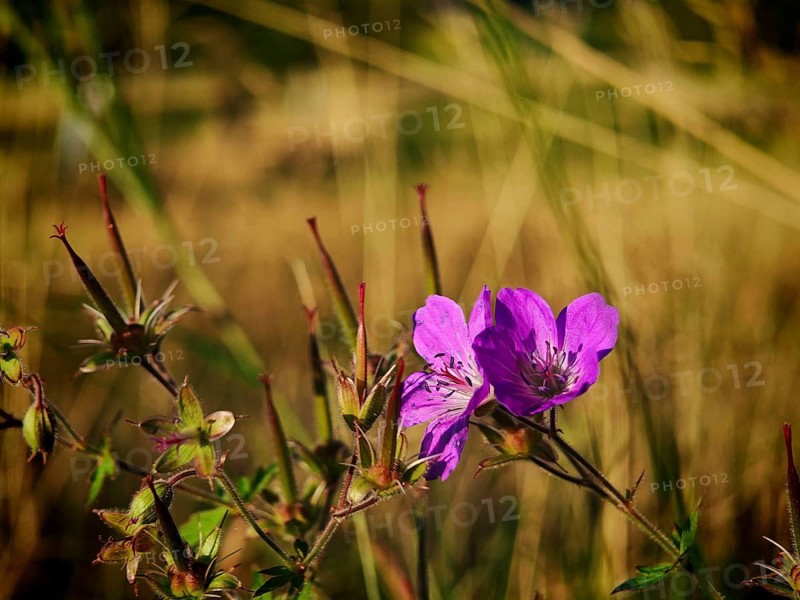 Purple flowers in the foreground with dried grass in the background, summer, idyll, cranesbill (geranium), Franconian Forest