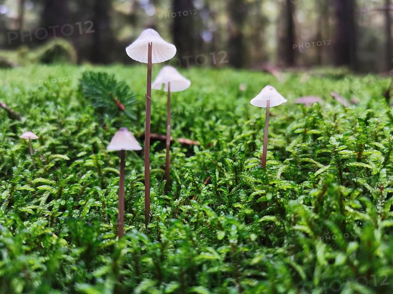 Small mushrooms growing out of dense moss in a quiet forest, Helminths (mycena), Franconian Forest