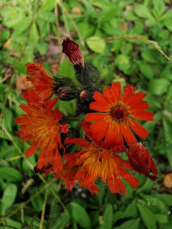 Orange flower with several flowers in a green foliage setting, orange hawkweed (hieracium aurantiacum), Franconian Forest nature park Park