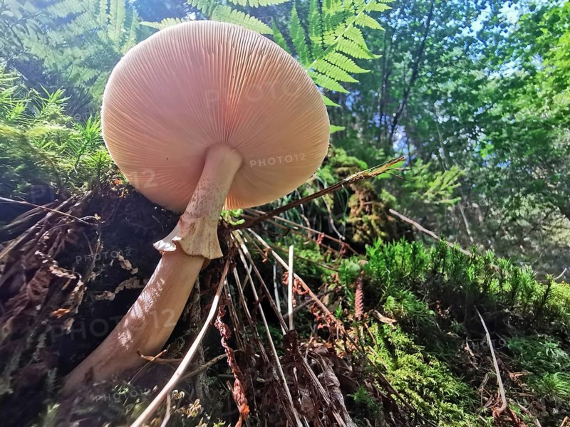 Large mushroom (fungi) on moss-covered ground in the forest under sunlight, Franconian Forest nature park Park