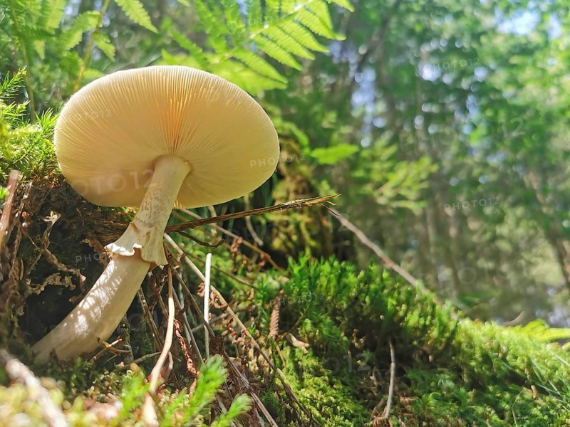 Large mushroom (fungi) on mossy forest ground in sunlight, view from below, beautiful perspective, Franconian Forest nature park Park, Germany