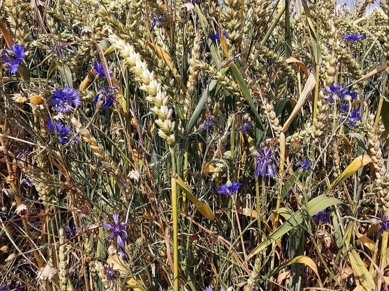 Dense cornfield decorated with bright blue cornflowers (Centaurea cyanus) on a summer's day, frankenwald