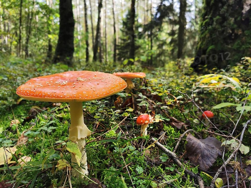 Fly agarics (amanita muscaria) standing in the dense green forest, surrounded by moss and foliage on the forest floor, Franconian Forest nature park Park, Germany