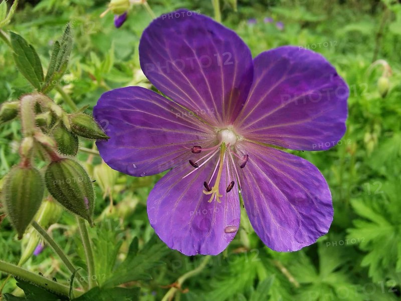 Purple flower in full bloom with detailed petals and green surroundings, Cranesbill (Geranium), Naturpark frankenwald, Germany