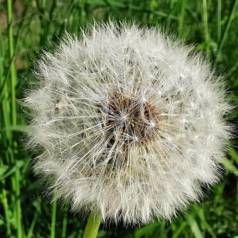 Macro photograph of a complete dandelion head (taraxacum officinale) with waving seeds in the greenery, Franconian Forest nature park Park