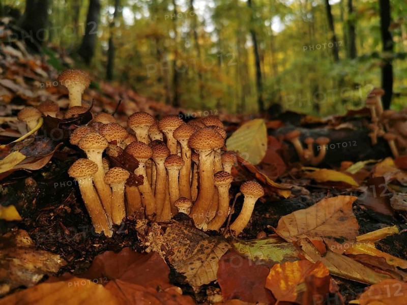 Small mushrooms sprout close together on the forest floor, surrounded by colourful autumn leaves, Hallimasche (Armillaria), Franconian Forest nature park Park, Germany