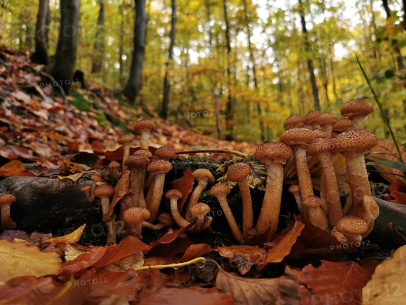 Group of mushrooms growing on the forest floor in autumn forest, surrounded by colourful leaves, Hallimasche (Armillaria), Franconian Forest nature park Park, Germany