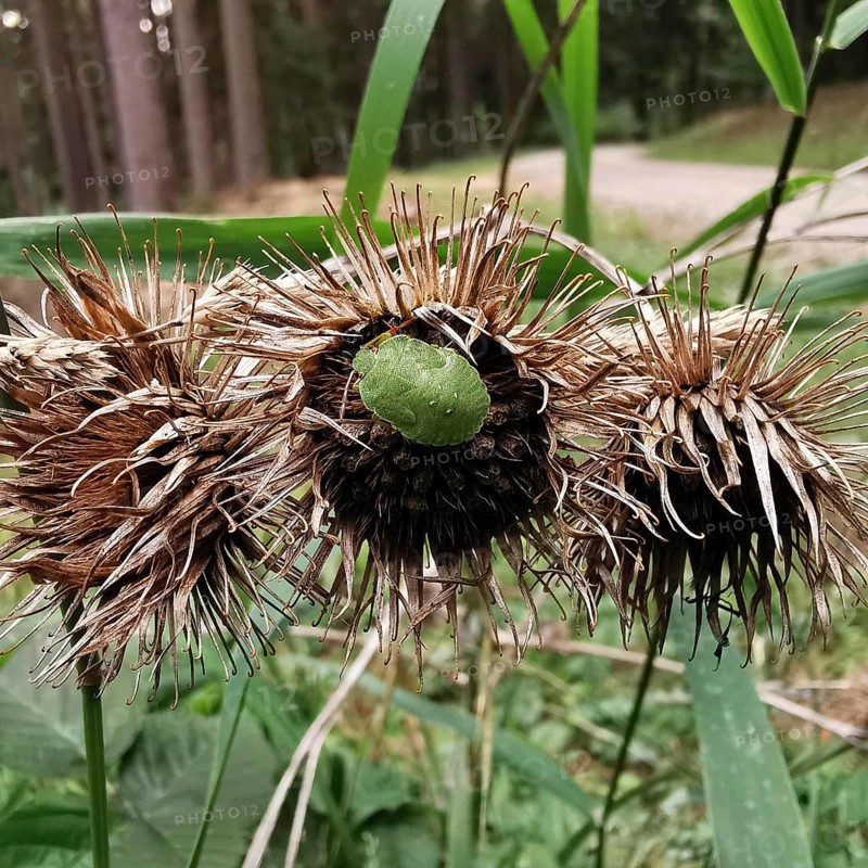 Withered flower heads of a burdock (arctium) with a small green stink bug (palomena prasina), surrounded by forest, Franconian Forest nature park Park