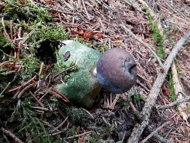 Mushroom on mossy forest floor with fallen needles, Erdstern (Geastrum triplex), Franconian Forest nature park Park, Germany
