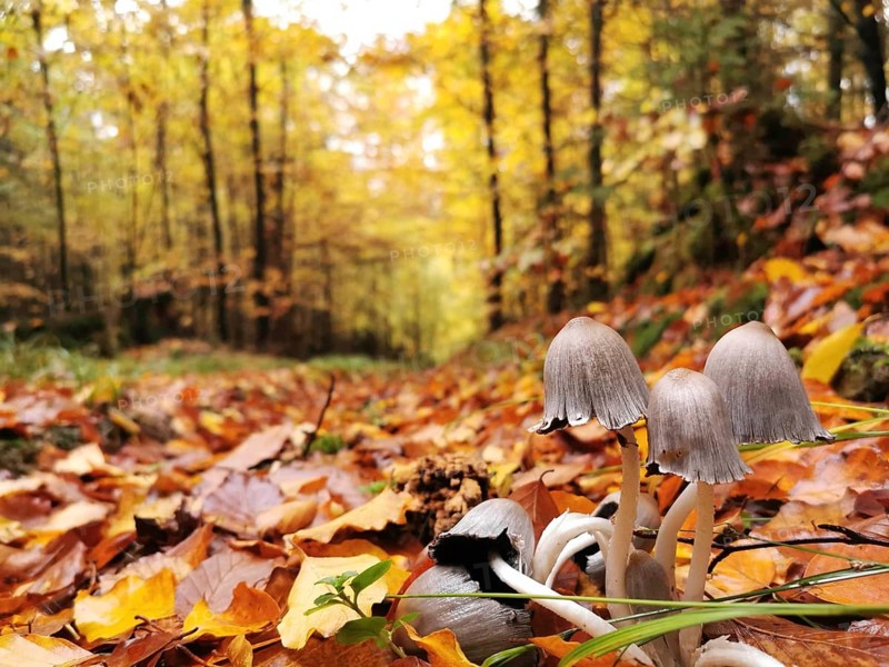 Small mushrooms sprout from a forest floor covered with colourful autumn leaves next to a forest path, mica tintling (Coprinellus micaceus), Franconian Forest nature park Park