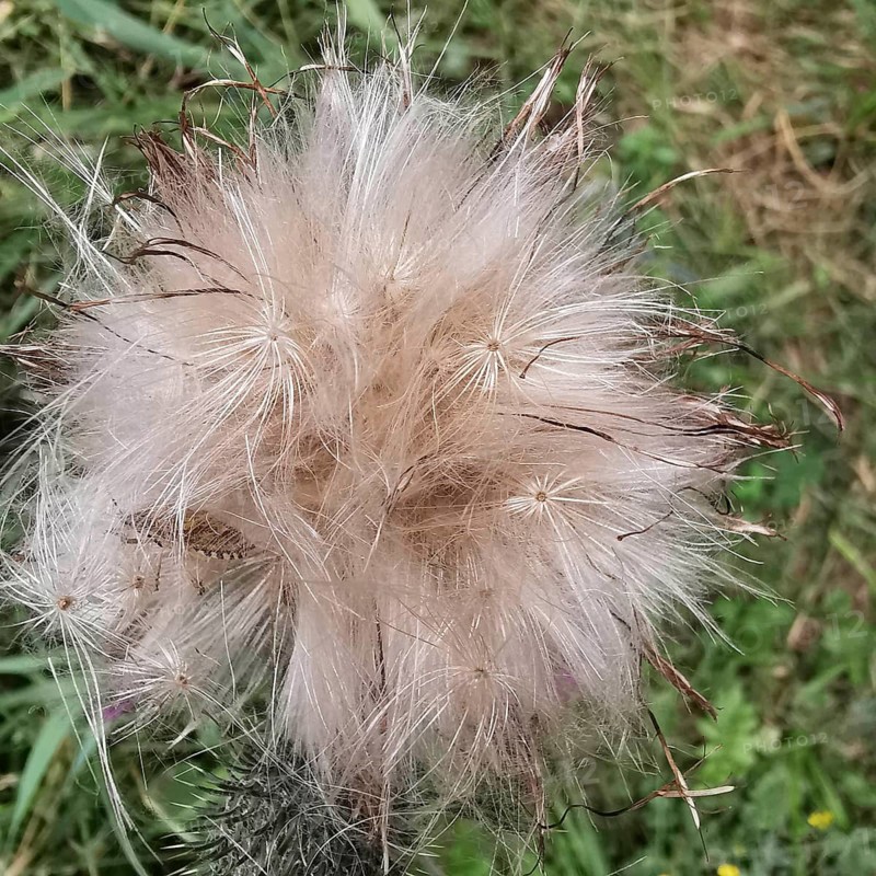 Fluffy, pastel-coloured seeds of a plant in nature, thistle (cirisium arvense), Franconian Forest nature park Park, Germany