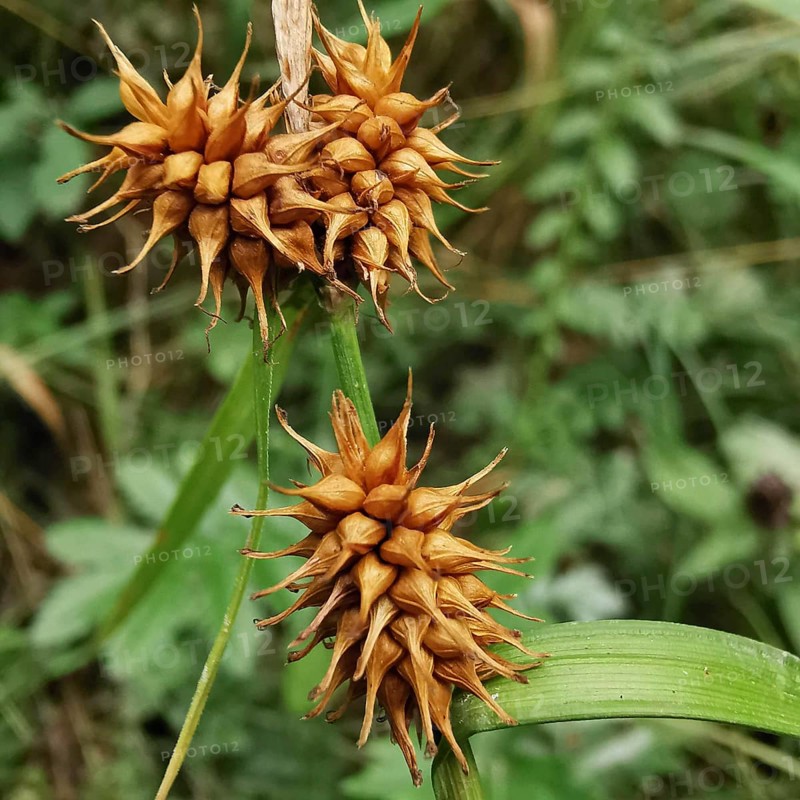 Dry, brown seed capsules on green stems in a field, Morgenstern sedge (carex hystericina), Franconian Forest nature park Park, Germany