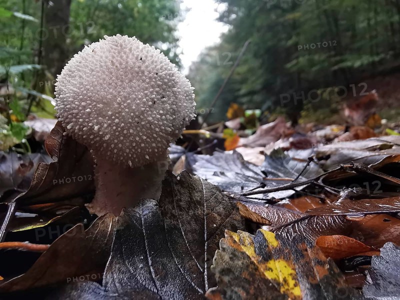 A single mushroom on moist forest soil with fallen leaves, bottle mushroom (lycoperdon perlatum), Franconian Forest