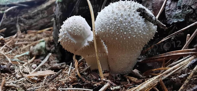 White, spiny mushrooms on the forest floor in a natural environment, bottle mushroom (Lycoperdon perlatum), Franconian Forest nature park Park