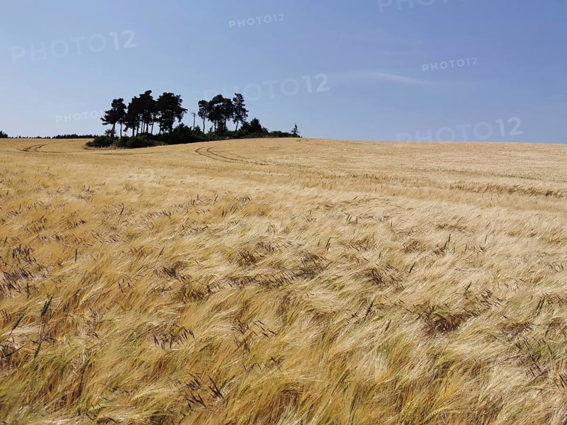 Wide golden cornfield with a group of trees on the horizon, Thuringian Forest nature park Park, Germany