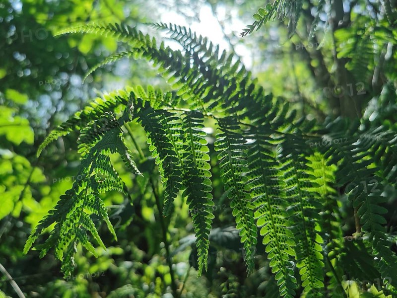 Close-up of fern leaves (far) in the forest with sunlight shining through, Thuringian Forest nature park Park, Germany