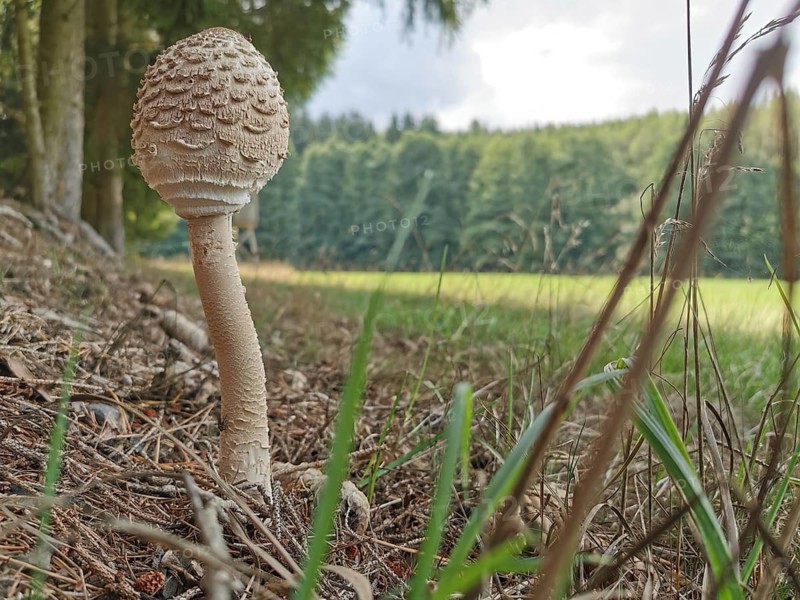 A single large mushroom stands on the edge of the forest on the ground with tall grass and foliage in a green forest, giant umbrella mushroom (macrolepiota procera), Franconian Forest nature park Park, Germany