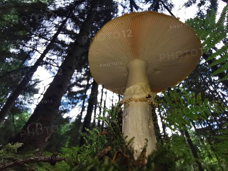 Large mushroom (fungi) in the forest, surrounded by tall trees and moss, from bottom to top, perspective, Franconian Forest nature park Park