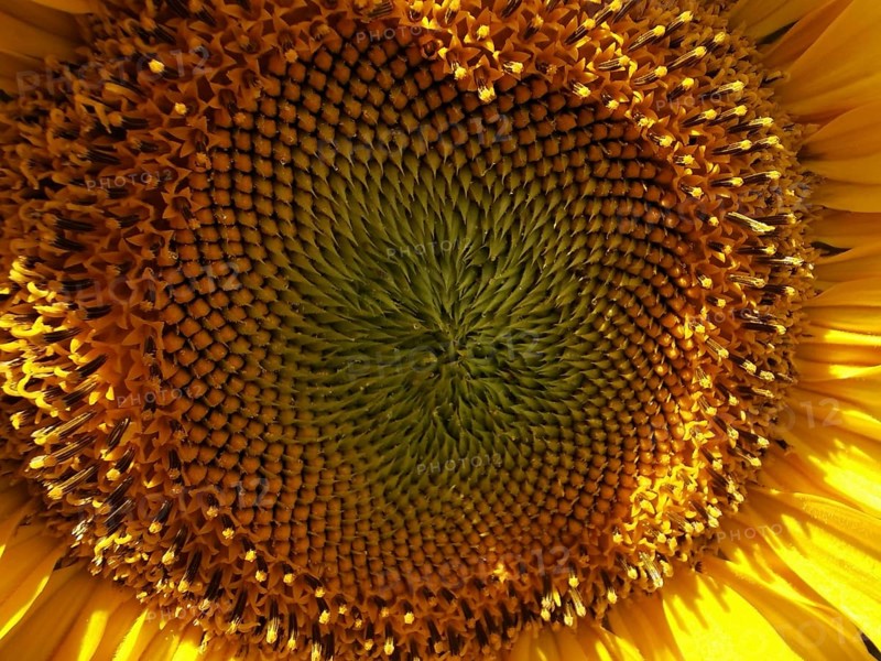 Close-up of the centre of a sunflower (helianthus annuus) with concentric patterns, Franconian Forest nature park Park, Germany