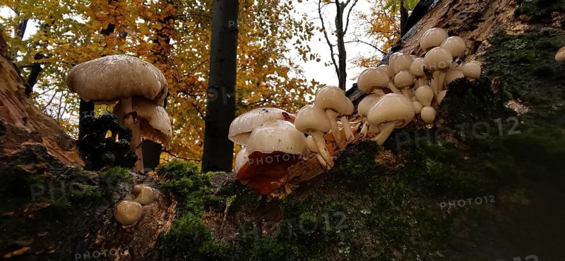 Several mushrooms growing on a moss-covered tree trunk in autumn forest, oyster mushrooms (pleurotus ostreatus), Franconian Forest
