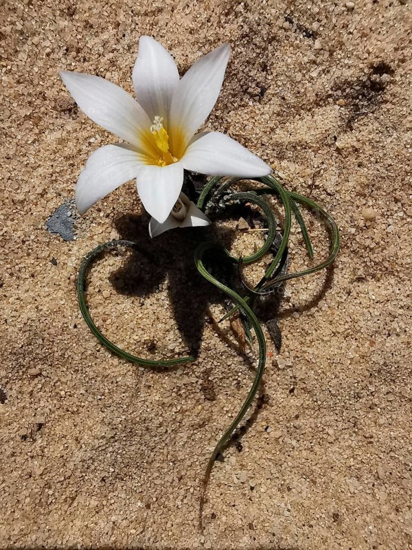 White flower with yellow centre blooms on a sandy background, mock crocus (Romulea bulbocodium), costa viacenta, Portugal