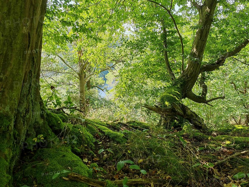 Dense forest with green trees and soil covered with moss