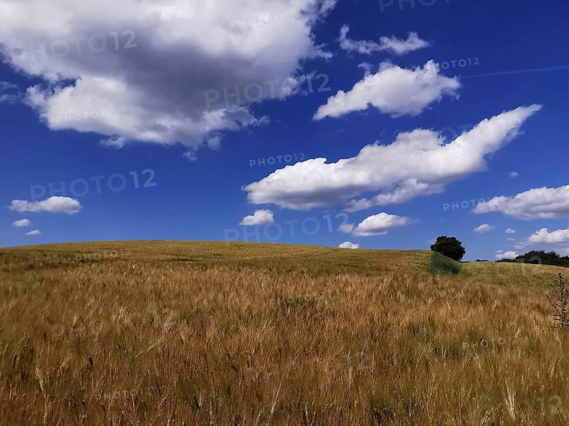 A wide field under a sky with white clouds and a blue background