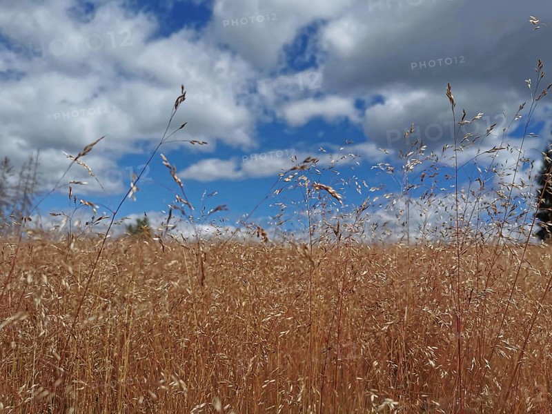 A wide field of tall grass under a blue, slightly cloudy sky