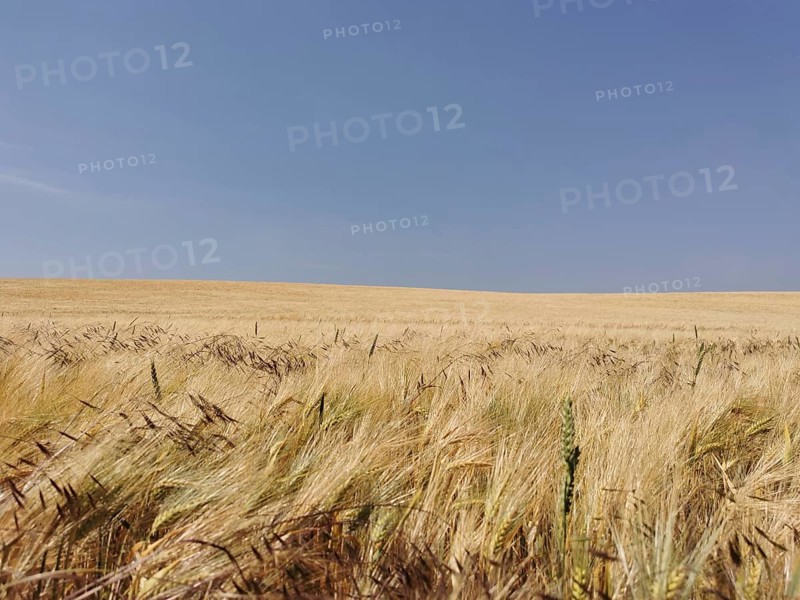 A vast wheat field under a clear blue sky