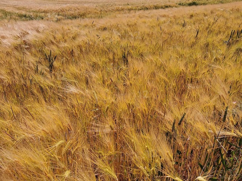 A wide, golden yellow grain field (granum) under a blue sky in the summer heat, Franconian Forest nature park Park, Germany