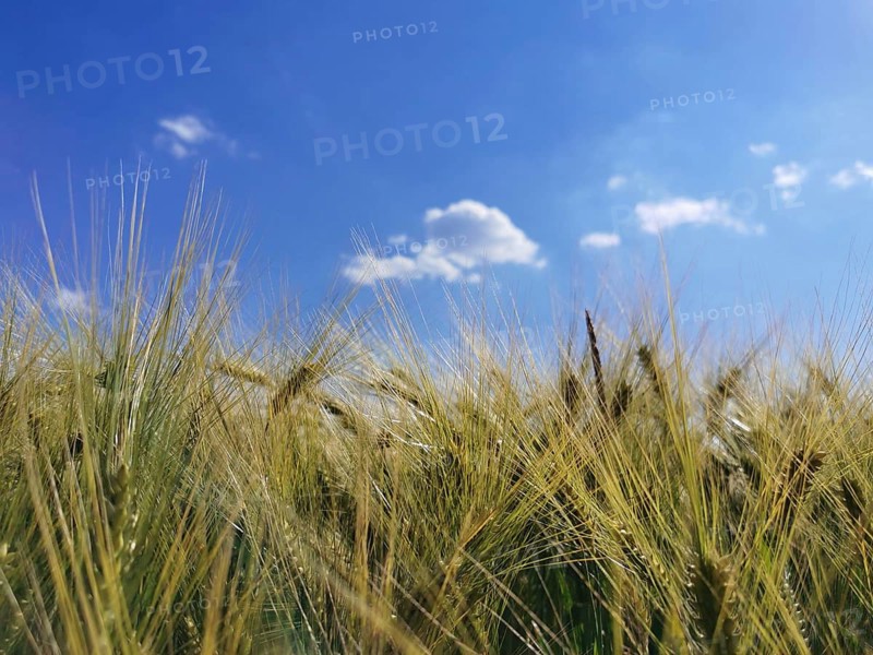 A wide grain field (granum) under a bright blue sky with scattered clouds, Franconian Forest nature park Park, Germany