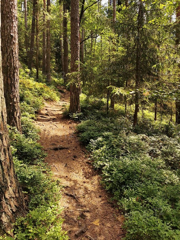 A narrow path snakes through a sun-drenched forest full of tall trees, Frankenwald nature park Park, Germany