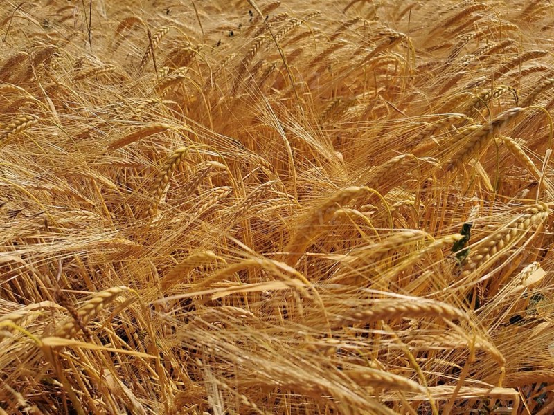 A wide field with lush, golden ears of grain (granum) in the summer heat, Franconian Forest nature park Park, Germany