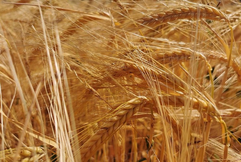 Dense golden-yellow ears of grain (granum) standing densely interwoven in the field, Franconian Forest nature park Park, Germany
