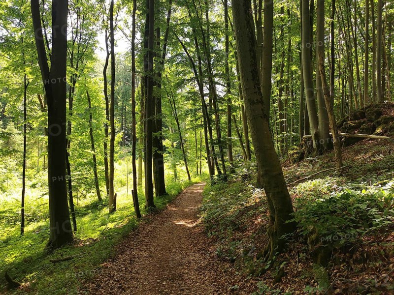 Forest path lined with tall, green trees, sunlight breaks through the canopy, Frankenwald nature park Park, Germany