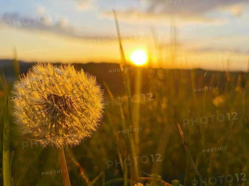 Close-up of a dandelion head (Taraxacum) in the light of a sunset over a meadow, Franconian Forest nature park Park, Germany