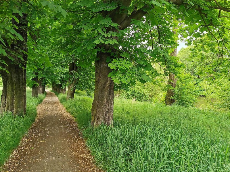 Shady forest trail lined with thick green trees on both sides, Frankenwald nature park Park, Germany