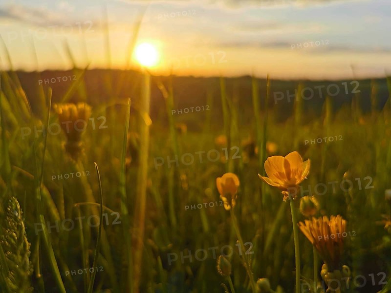 Yellow flowers in a meadow in the evening light with a picturesque sunset, Frankenwald nature park Park, Germany