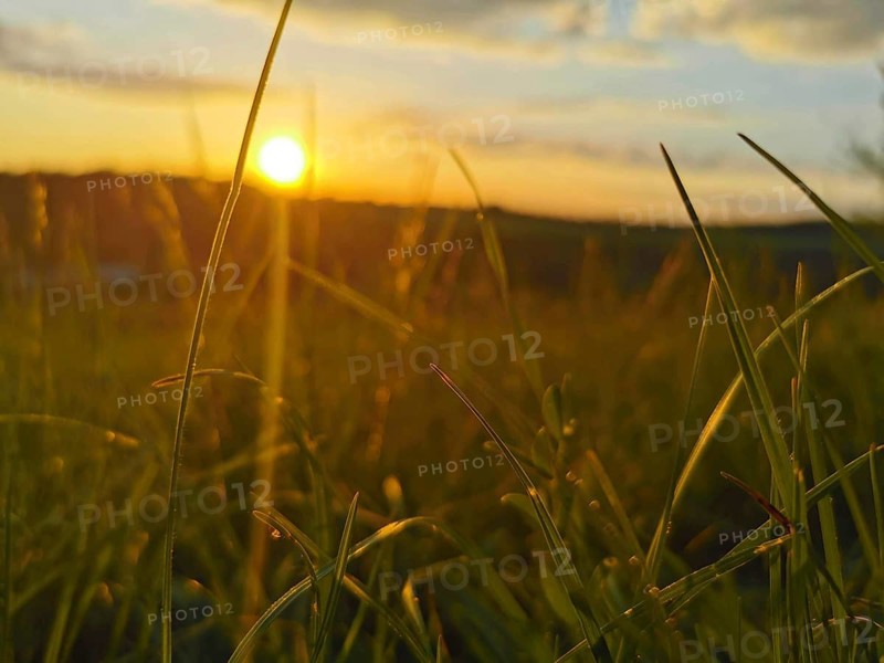 Meadow at sunset, grasses in the foreground and warm evening light in the background, Frankenwald nature park Park, Germany