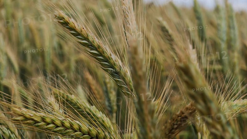 Close-up of golden wheat ears in a wide field