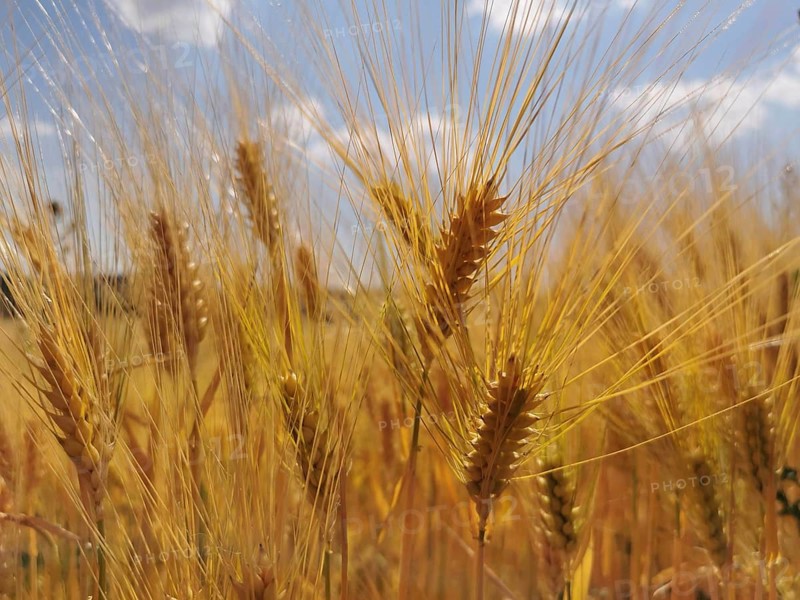 Close-up of golden yellow ears of grain (granum) in front of a blue sky with white clouds, Franconian Forest nature park Park, Germany
