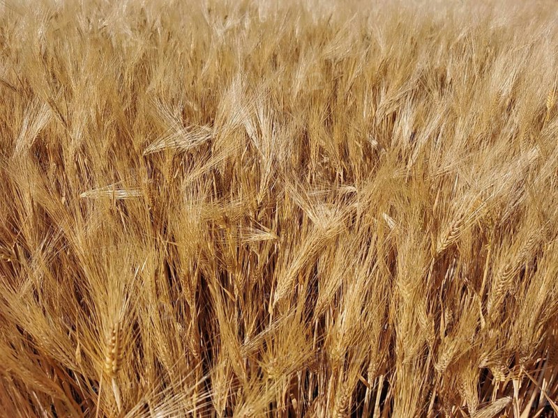 A dense field full of golden ears of grain (granum), ready for harvest, Franconian Forest nature park Park, Germany