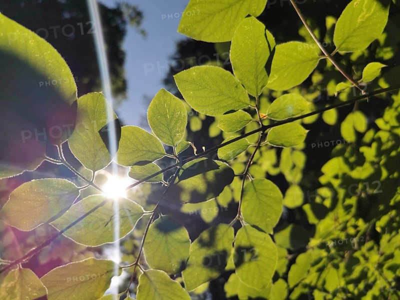 Green leaves illuminated by sunlight in bright backlight, Frankenwald nature park Park, Germany