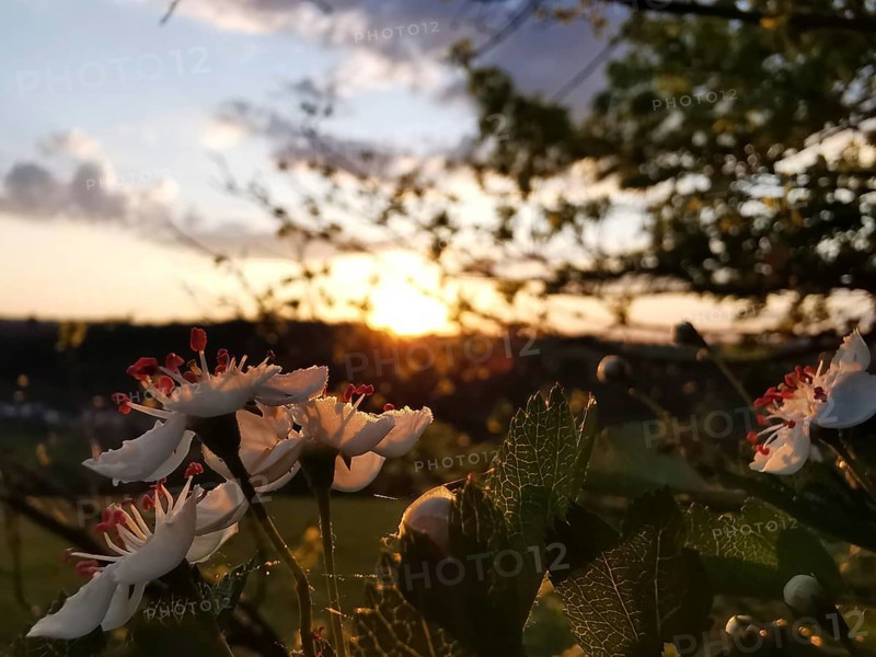 White-pink flowers in the foreground, sunset and wide landscape in the background, Frankenwald nature park Park, Germany