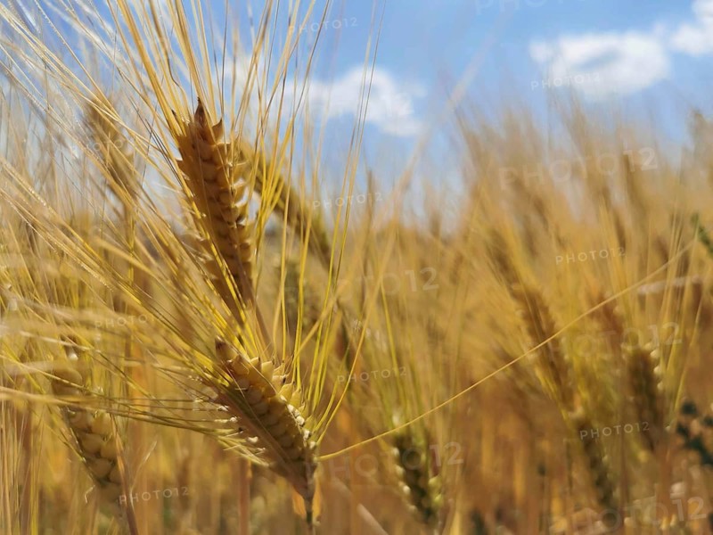 Close-up of ears of grain (granum) with a small part of the blue sky in the background, Franconian Forest nature park Park, Germany