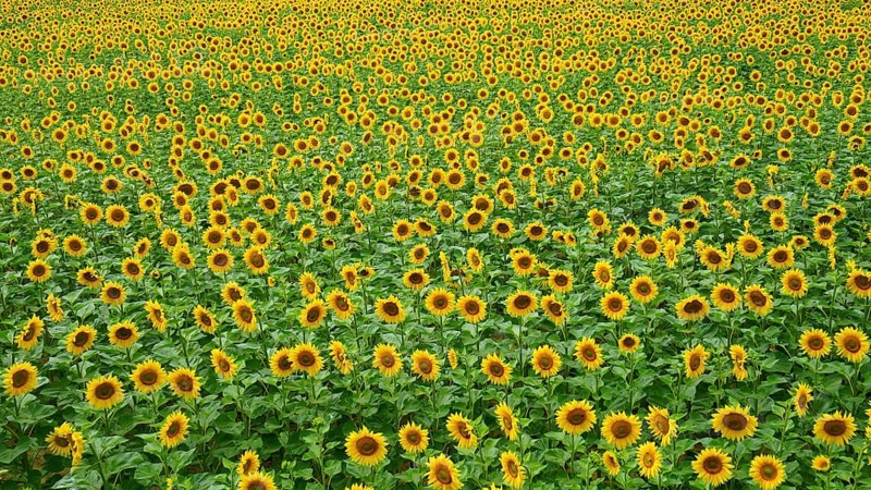 Endless expanse full of yellow sunflowers arranged in rows, Hungary