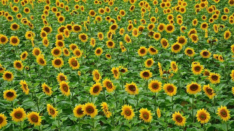 A wide field with countless yellow sunflowers leaning towards the sun, Hungary
