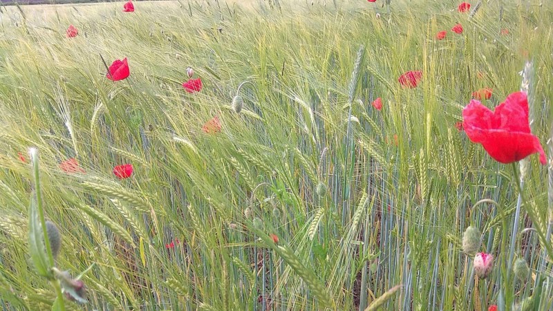 A field full of green plants with scattered red poppies on a summer day, Frankenwald nature park Park, Germany